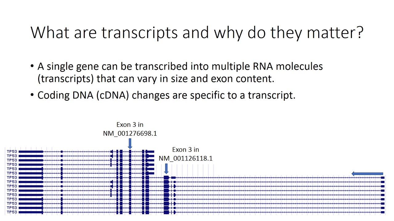 Introduction to Genome Builds and Transcripts