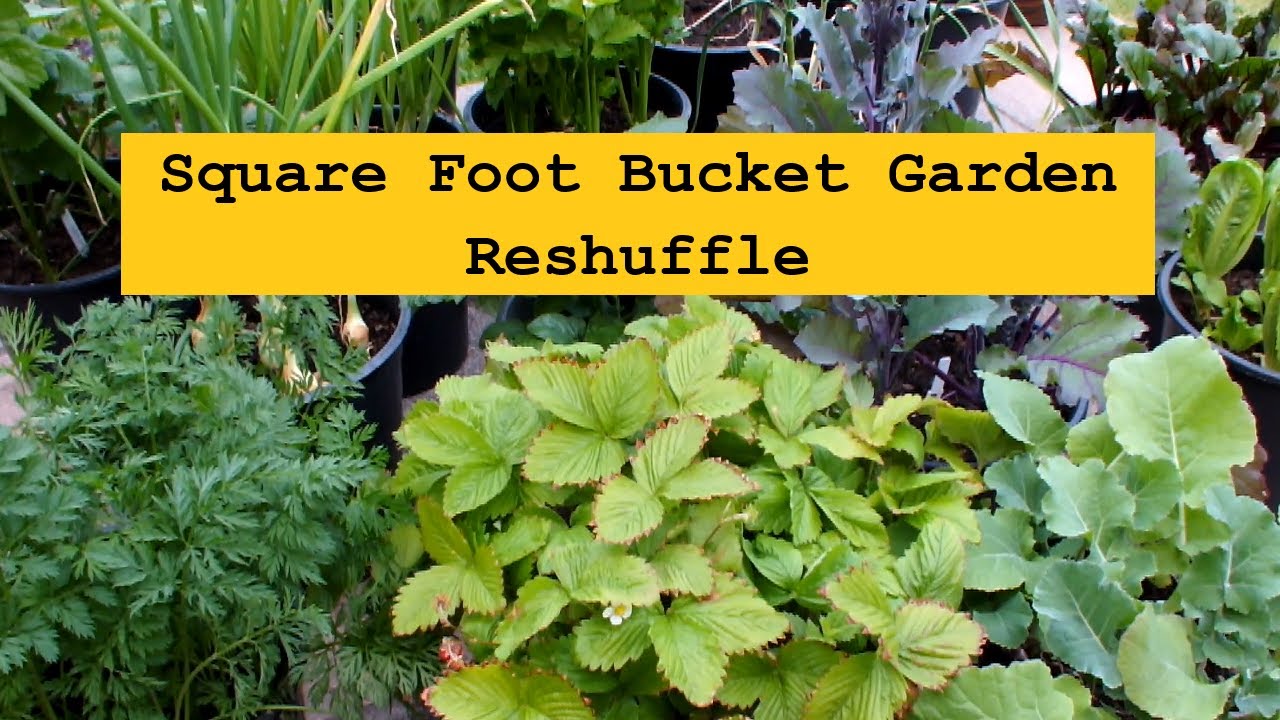 Square Foot Bucket Garden Reshuffle. Grow your own Vegetables.