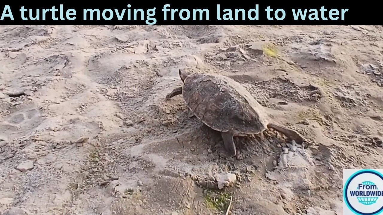 A turtle moving from land to water | From Worldwide