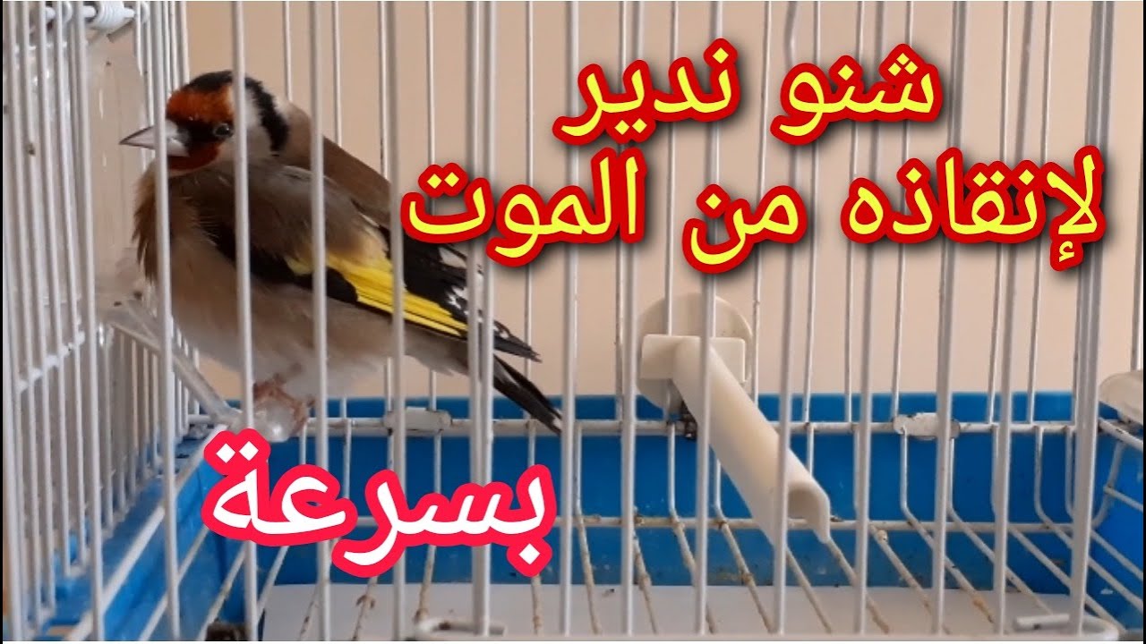 ما يجب القيام به عندما يمرض طائر الحسون || الإسعافات الأولية