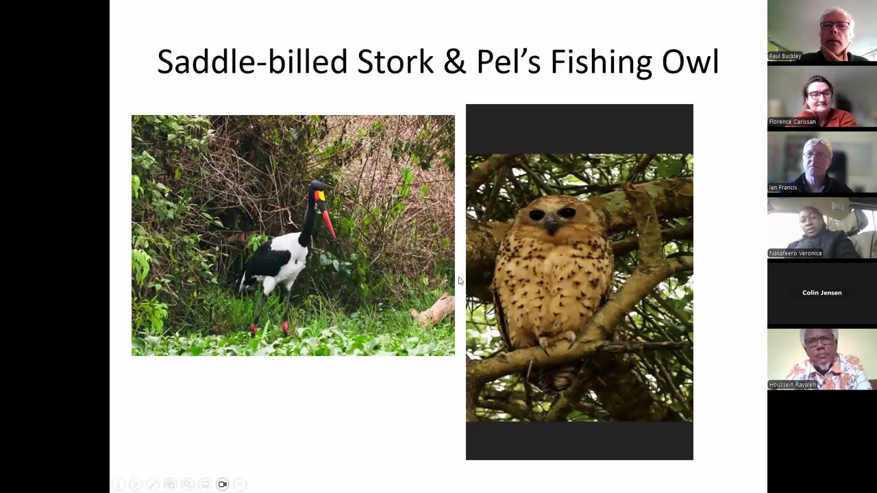 Bird-watching in Uganda