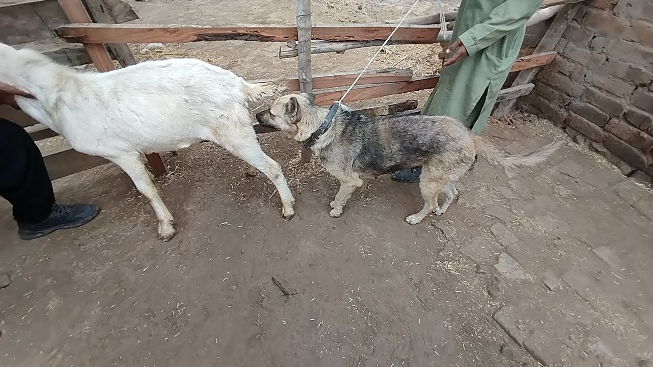 A Female Goat and a Dog Playing Happily Together 🐐🐶