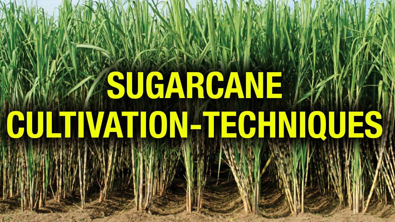 Cultivation techniques of Sugar Cane - Agricultural Scientist K R Tagore - Sagubadi