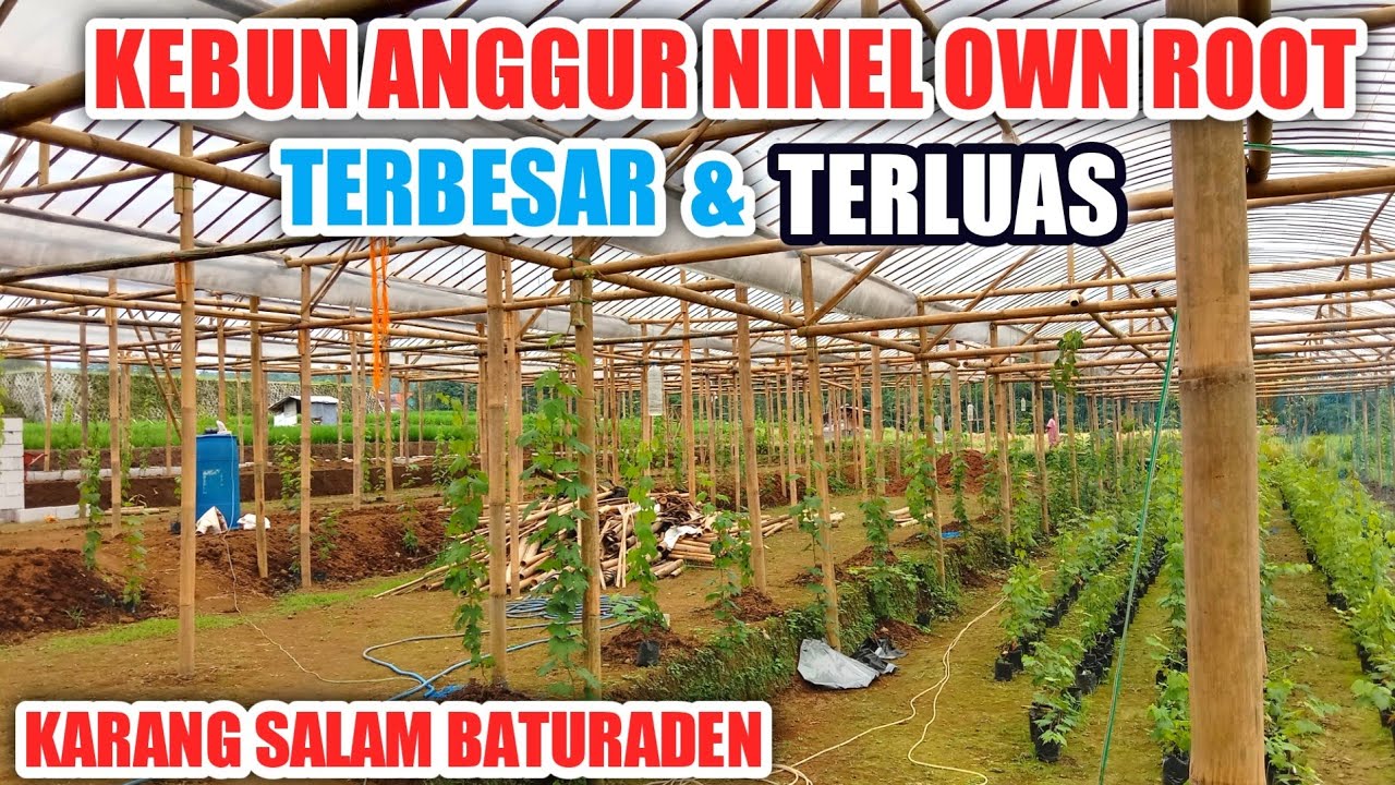 Kebun Anggur Ninel Own Root Terbesar Dibaturaden Isi 240 Pohon‼️🍇🍇✔️