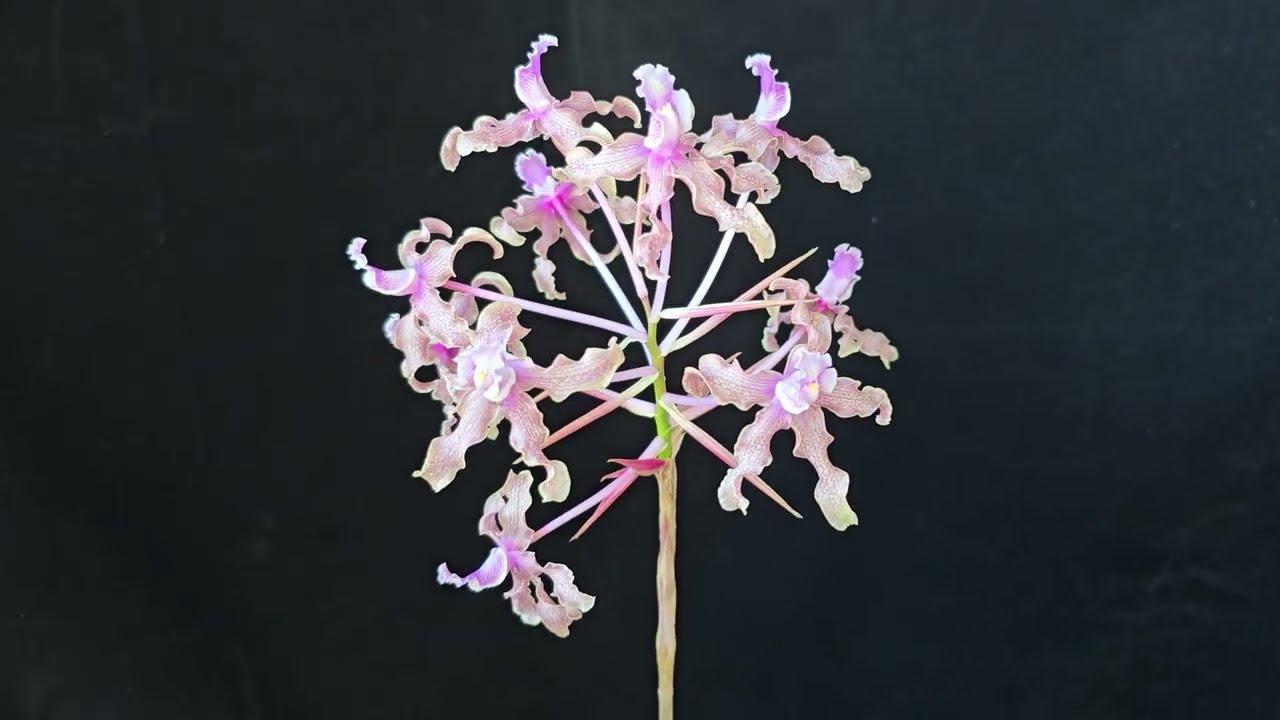 Maravillosa Laelia Nikcla
