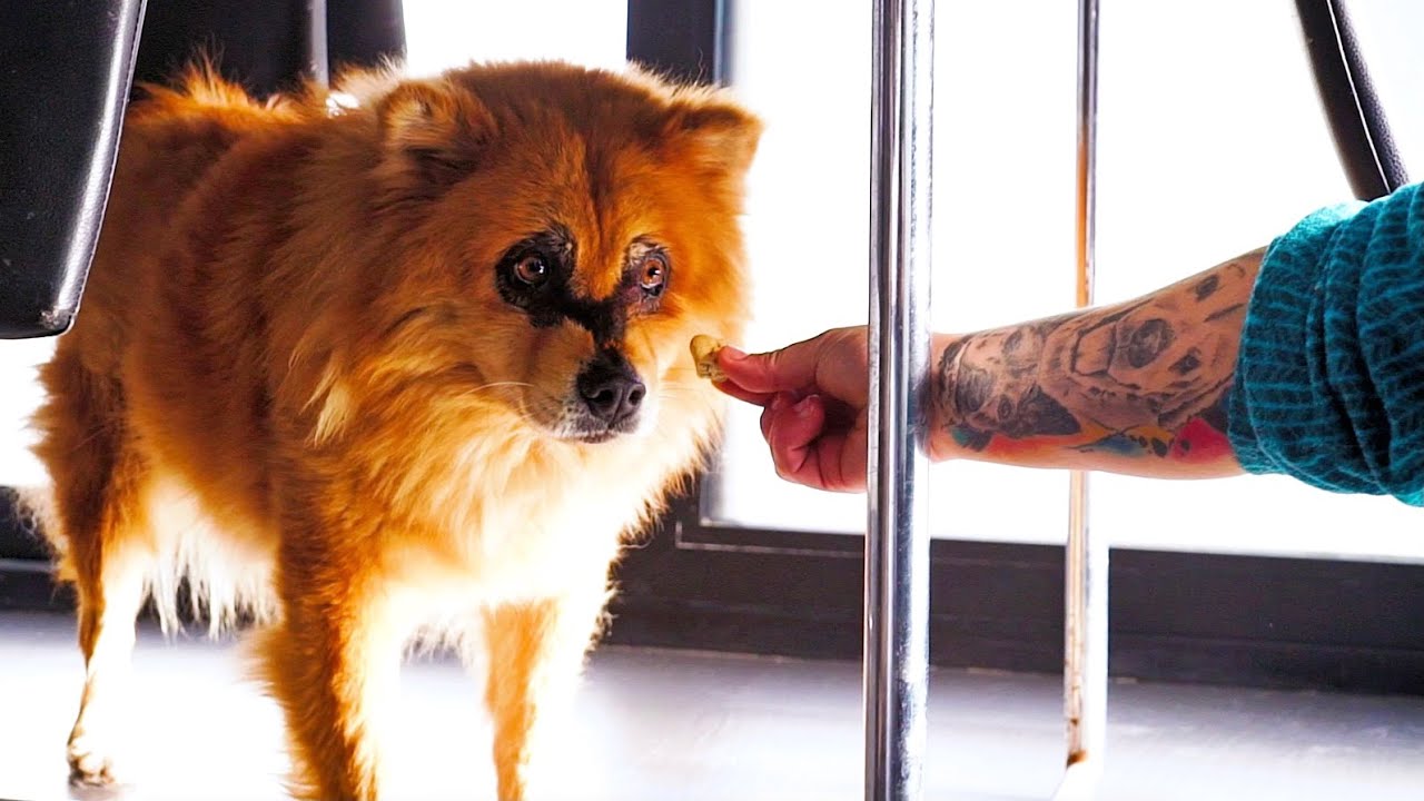 Un APLAUSO para DORIAN !!   ||  LET'S ADOPT BACKSTAGE