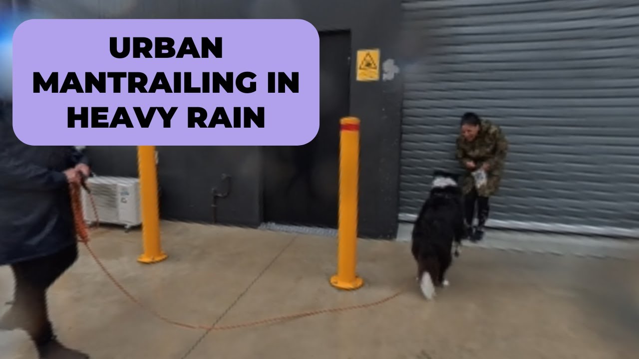 Urban Mantrailing in Heavy Rain | Buddy the Border Collie’s 15th Progression