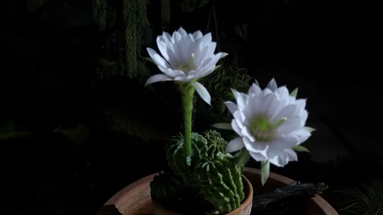 Timelapse of Echinopsis, commonly known as the Easter Lily cactus or Domino cactus Flowers