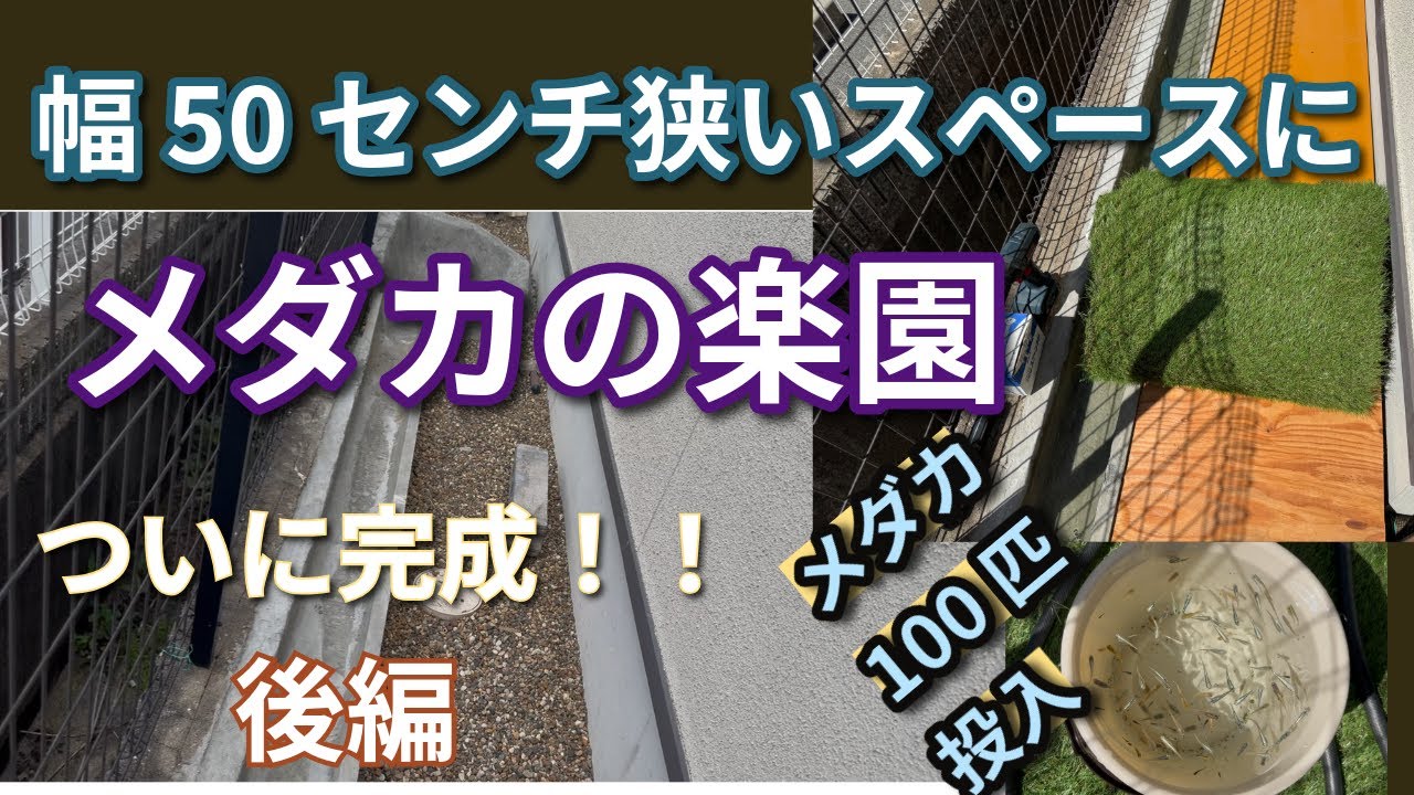 狭いスペースにメダカの楽園みたいの作ってみた　後編