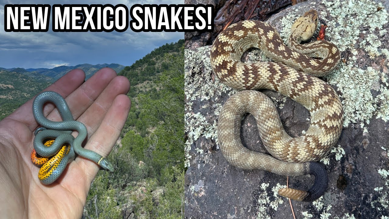 Rattlesnakes and Regal Ringneck in New Mexico! Field Herping the Land of Enchantment