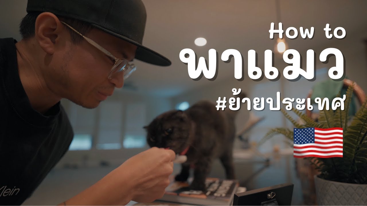 How to พาแมว #ย้ายประเทศ มาอเมริกา