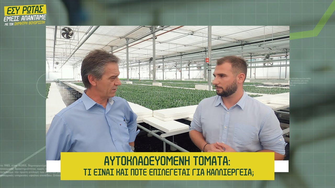 Αυτοκλαδευόμενη τομάτα: Τι είναι και πότε επιλέγεται για καλλιέργεια;