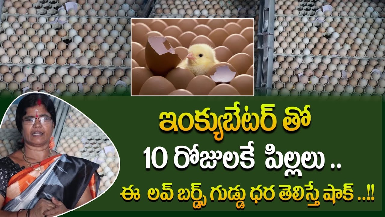 ఇంక్యుబేటర్ తో  10 రోజులకే  పిల్లలు  | Incubators for Hatching Eggs | Profits | Rythanna Nestam
