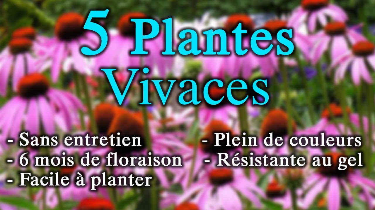 5 plantes Vivaces SANS Entretien et avec une Longue Floraison ! (+ de 6 mois)