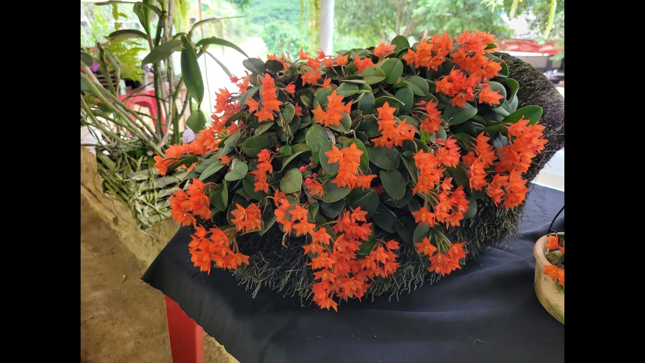Fungos e Pragas nas Orquídeas,  Evento da Sophronitis cernua e Cattleya guttata.
