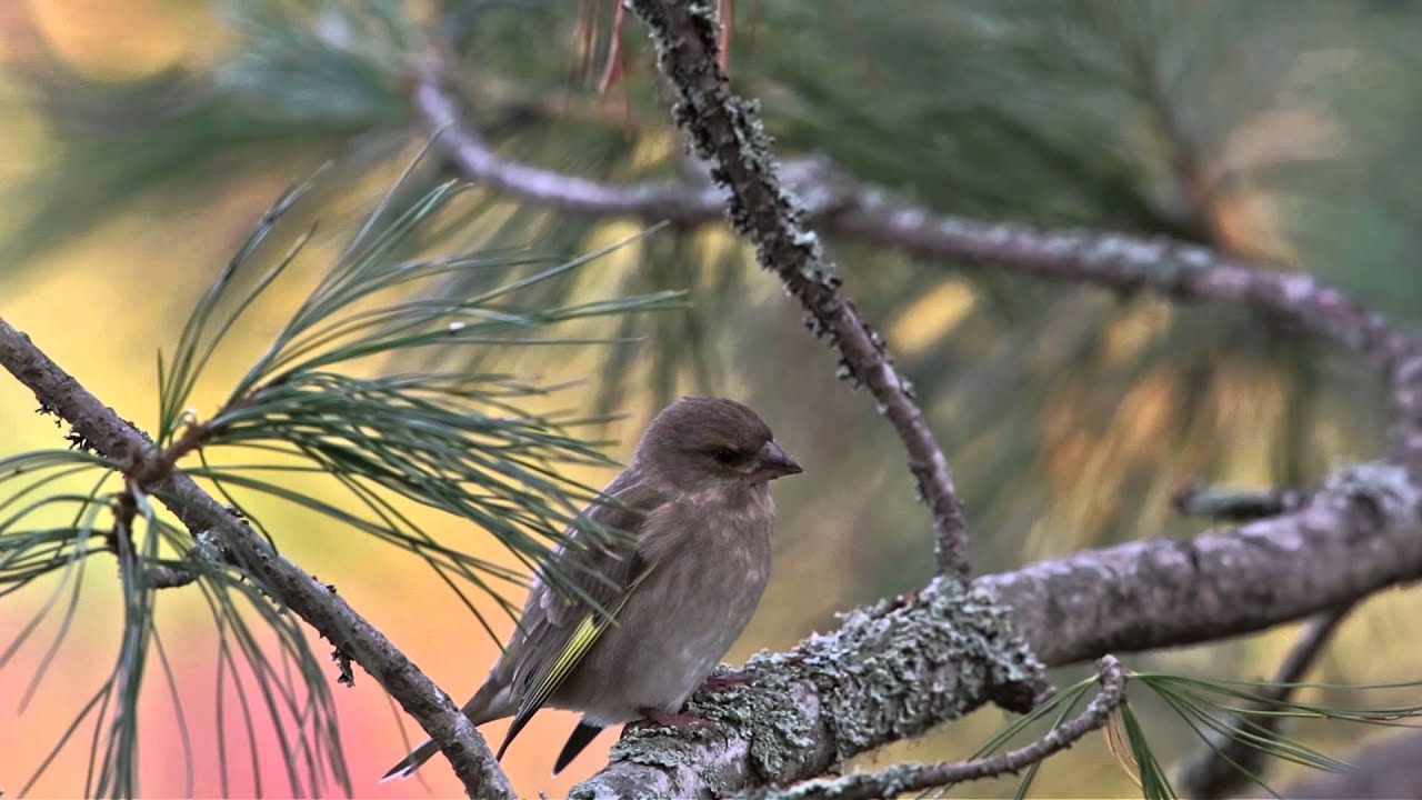 Birds, Beautiful Autumn Colours and Relaxing Music