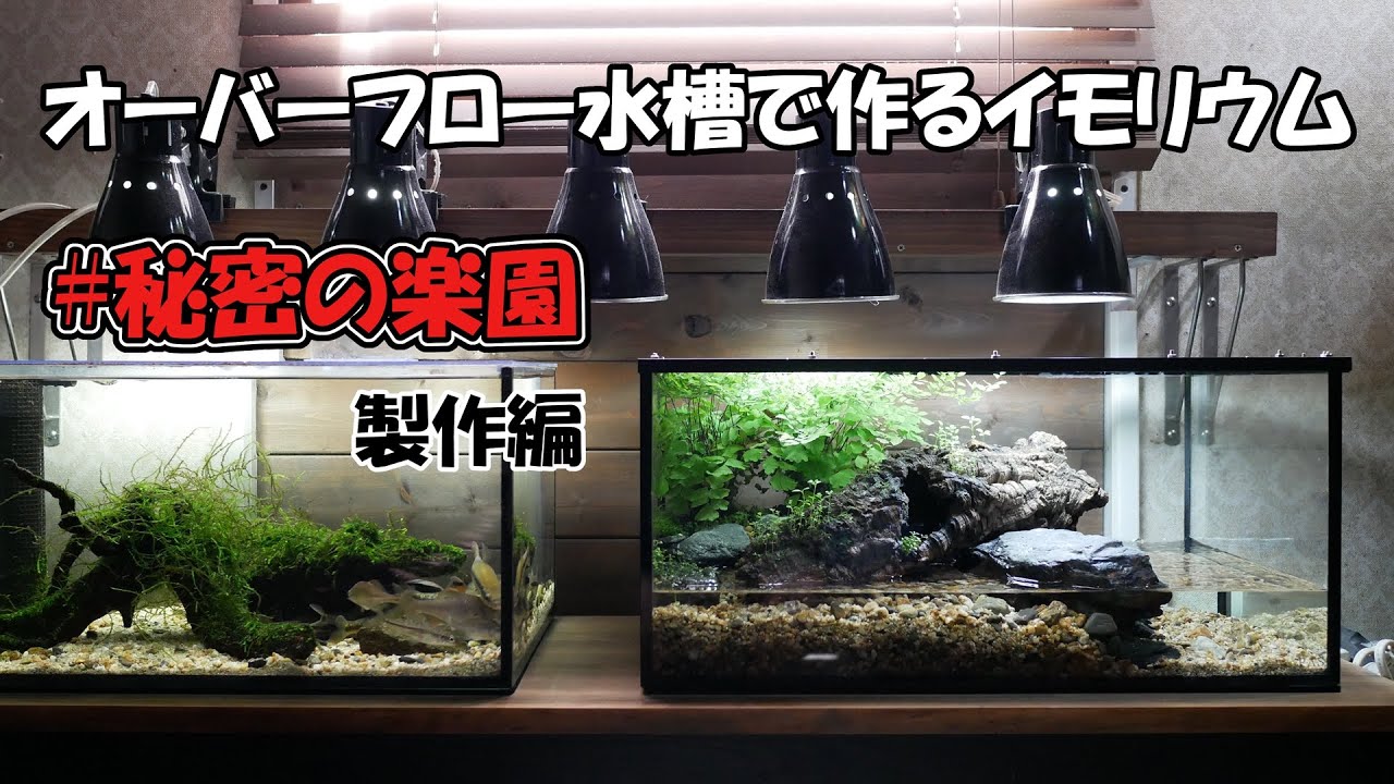 イモリのアクアテラリウムをオーバーフロー水槽で作ってみた。