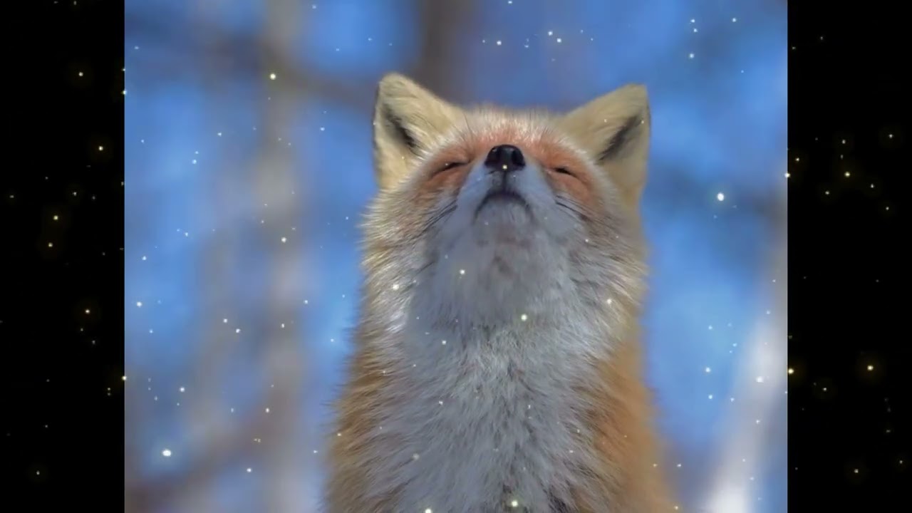Magical Fox Enjoying the Sunshine🦊☀️ Uplifting Relaxing Music - Happy Nature Video