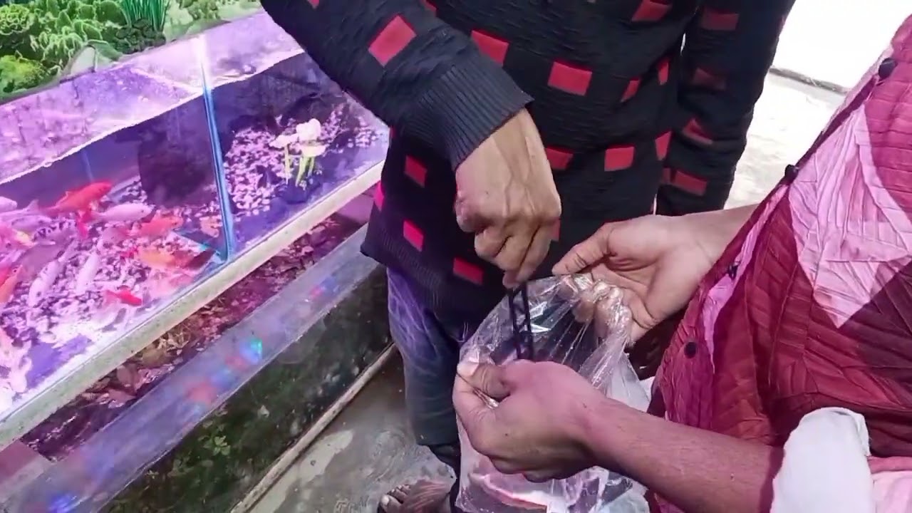 মাত্র ১৫০০ টাকা ফুল একুরিয়াম সেট আপ।