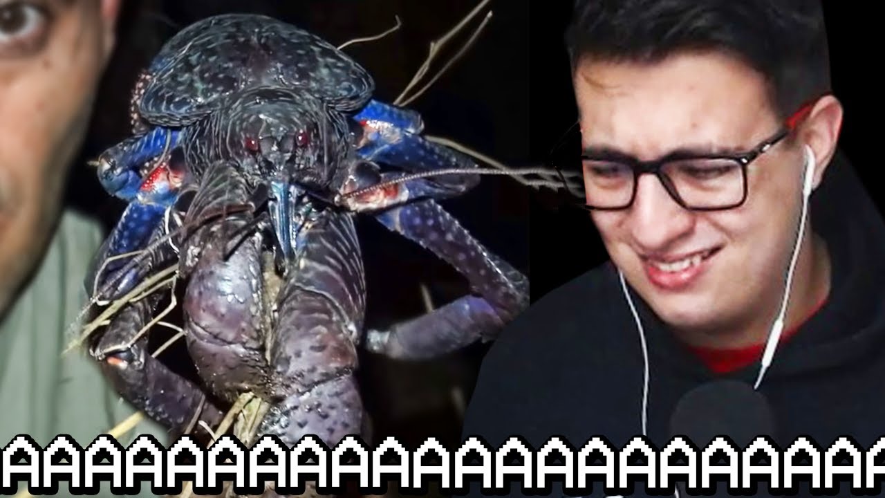reacción a los 5 bichos mas raros que he tocado (cuarta parte)