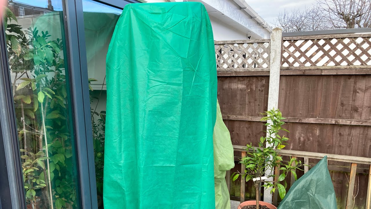 Bacon avocado seedling outdoors, slight relocation to help with protection 