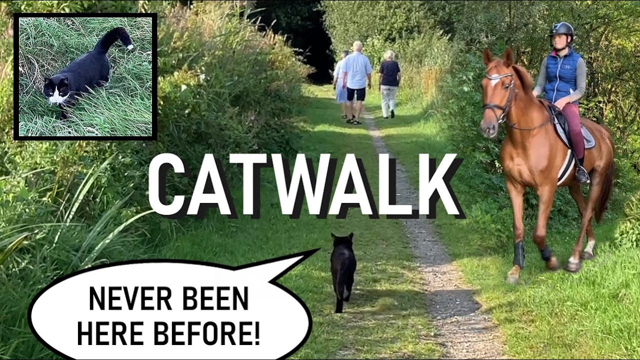Martin meets humans and animals - and explores new ground