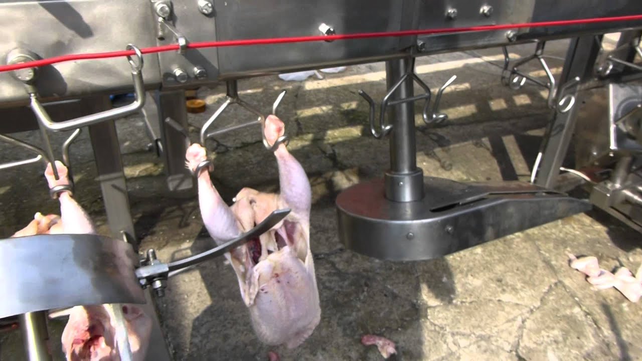 Systemate Chicken cut up line 4000 BPH