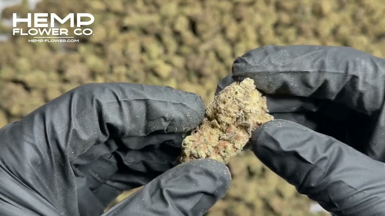 Butter OG Indoor THCa Flower by Hemp-Flower Co.