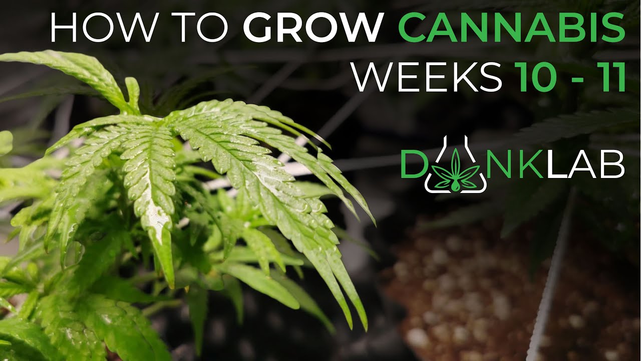 How To Grow Cannabis Week 10 - 11Garden Update | Indoor Home Grow Season 1 - Dank Lab