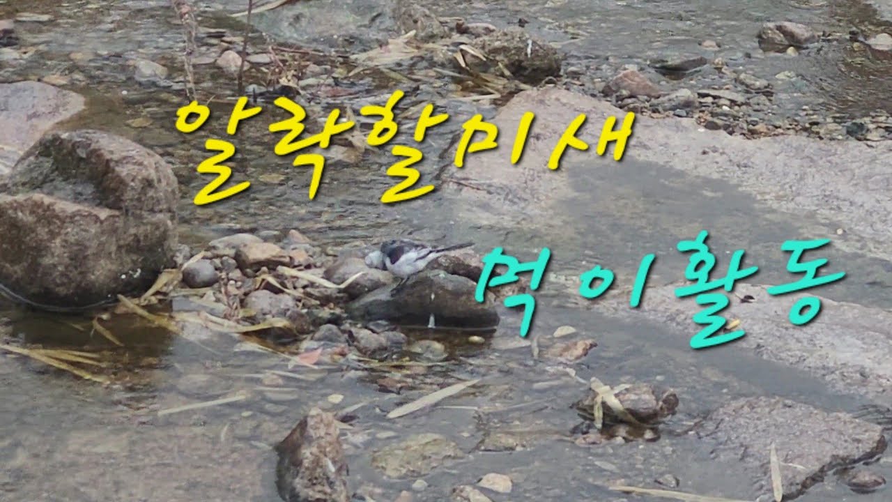 알락할미새 먹이활동 