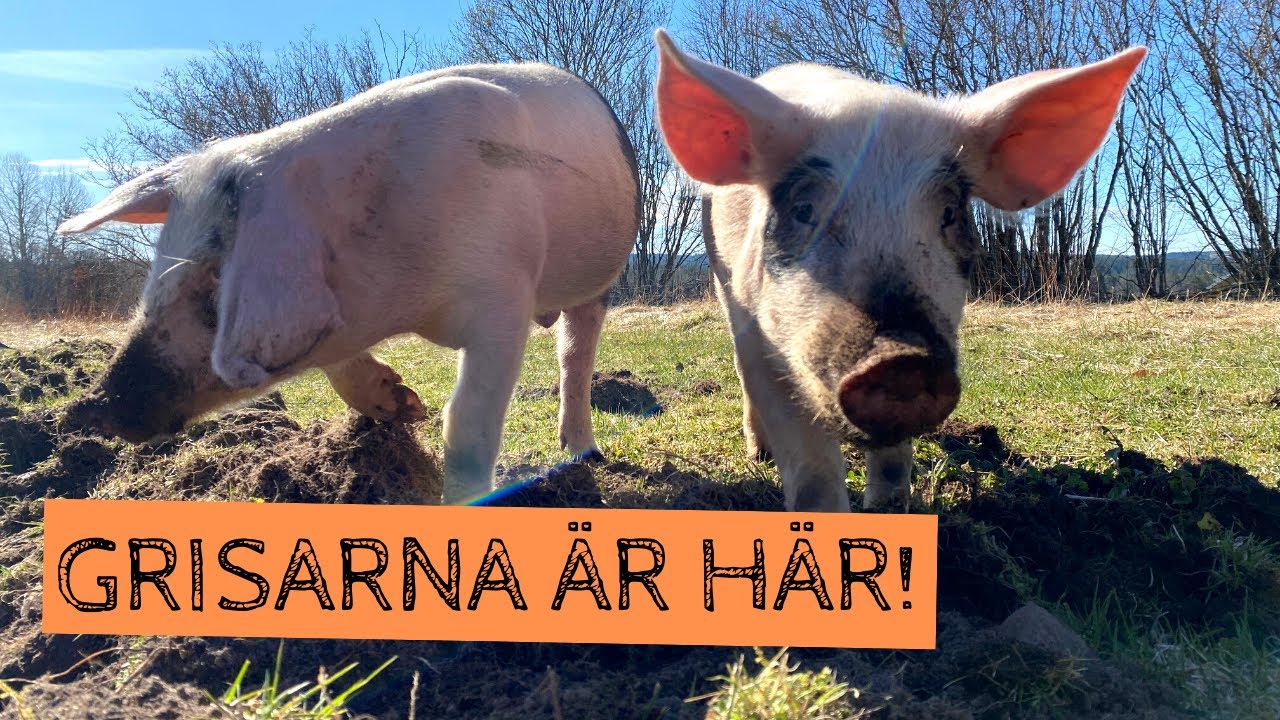 GRISARNA är här! Bygge av grishage och hur de har trivts de första dagarna