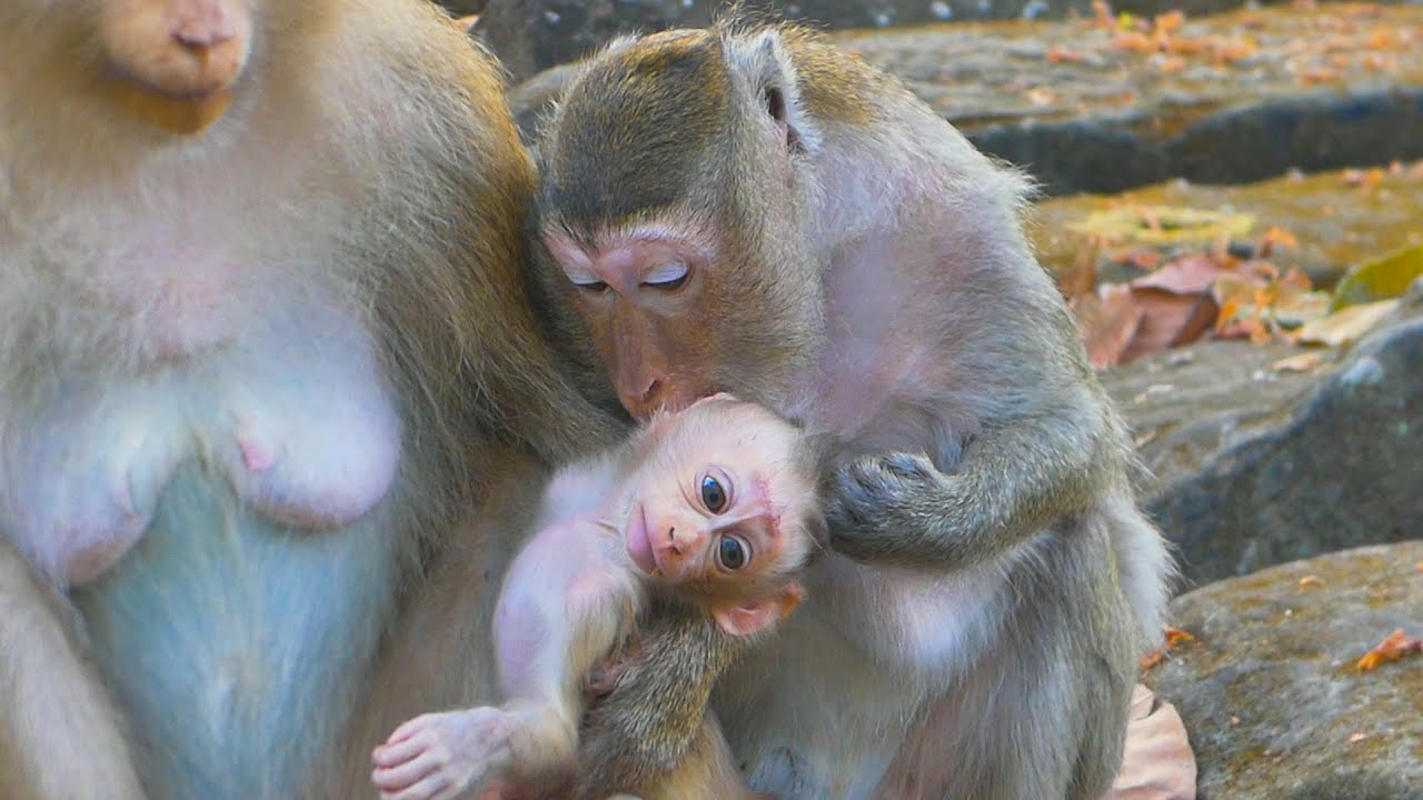Loni helps Rose to reject Rina from milk bar & Nanda, April bring their babies to play with Rina