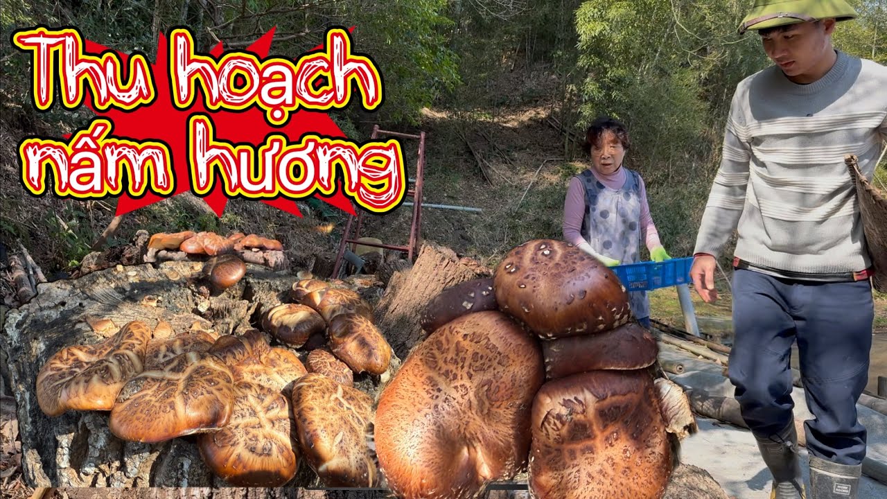 Shitake - nấm hương hay nấm đông cô? Thu hoạch nấm và rau nấu nồi lẩu siêu ngon ngày đầu xuân
