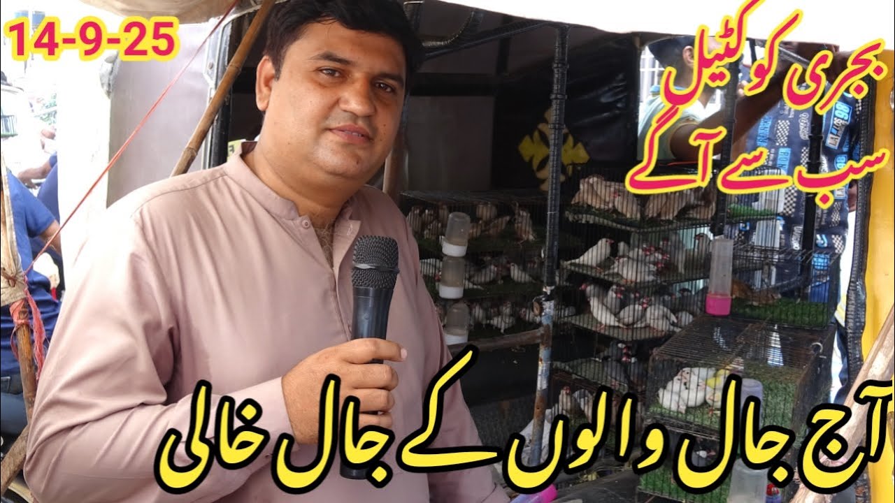 Birds Market Lalukhet Sunday Video Latest Update Jaal Rate High | 14-9-25 Budgies Parrots Traders