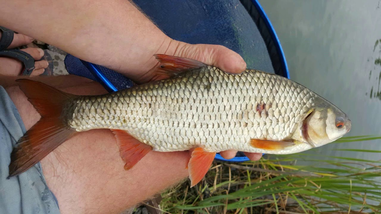 Spring Cottage Fisheries
