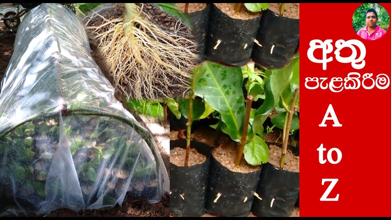 අතු පැලකිරිම athu pela kirima How to plant branches