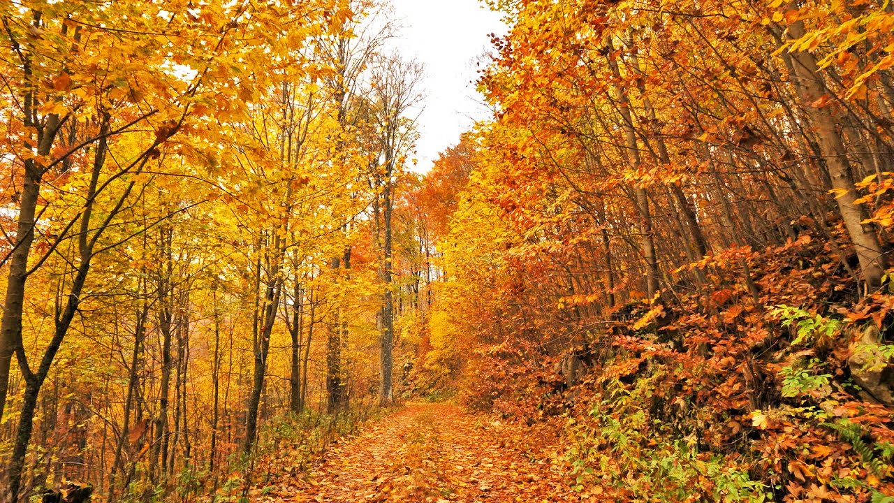 Relaxing Virtual Drive Around Incredible Autumn Forest Full Of Colours