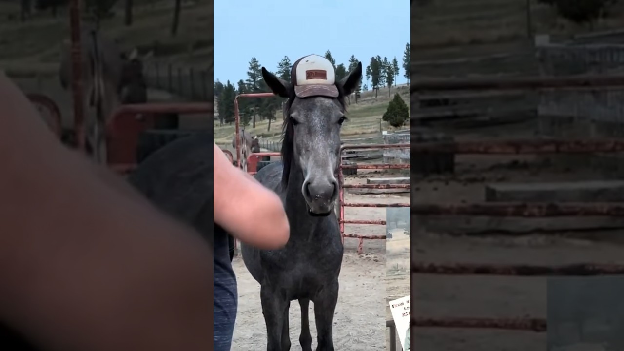 Taming a Wild Mustang: The Power of Overcoming Fear