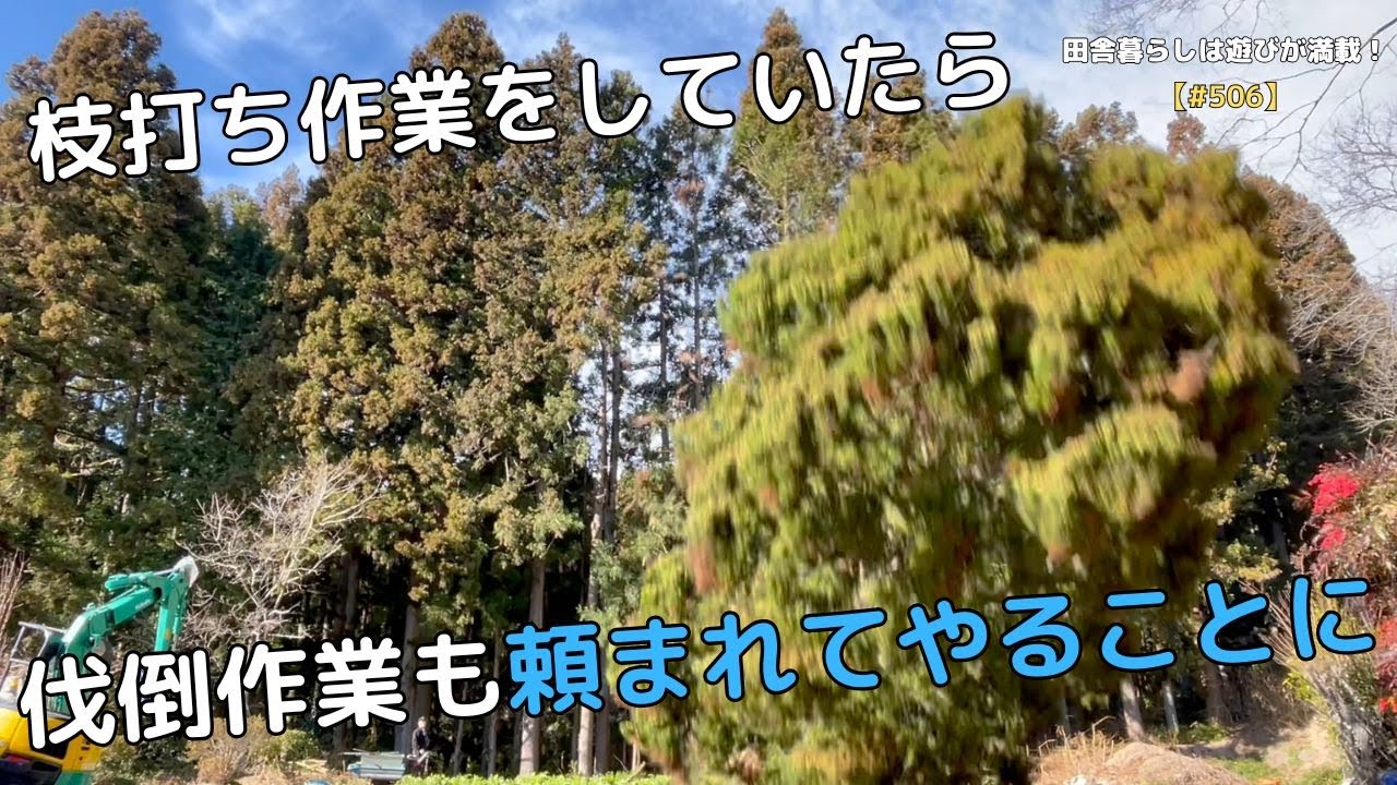 【#506】枝打ち作業をしにきたら 伐倒作業もやることに