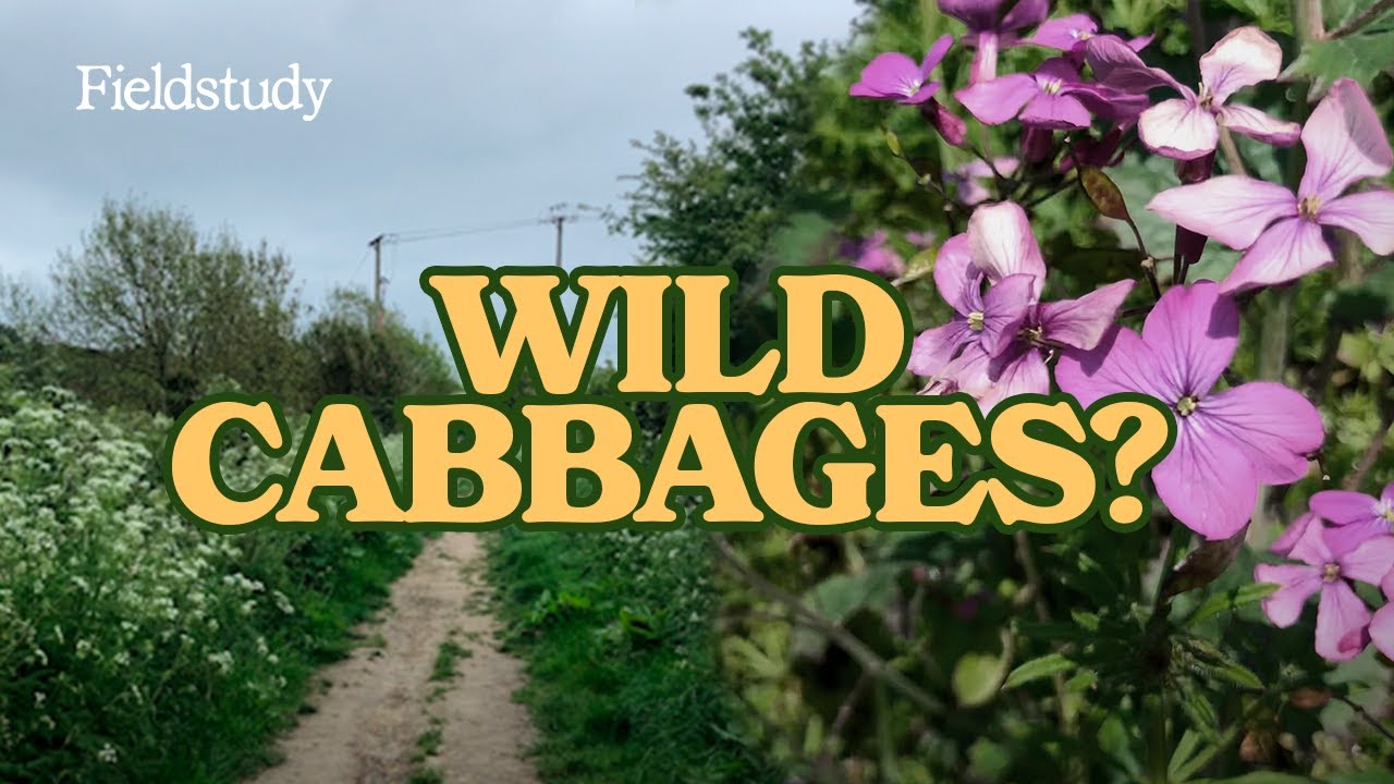 Foraging for Wild Cabbages | Wild Edibles UK