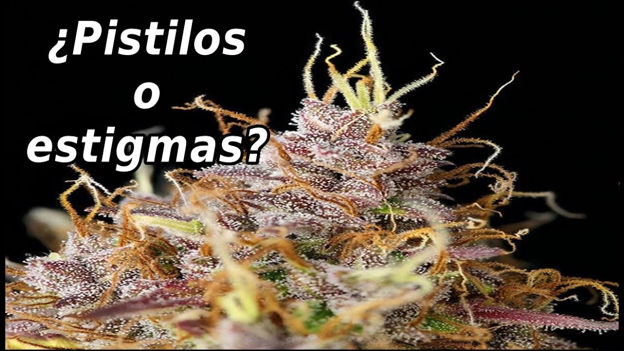 LA IMPORTANCIA DE LOS PISTILOS EN EL CULTIVO  @marshydroeurope@royalqueenseedsglobal