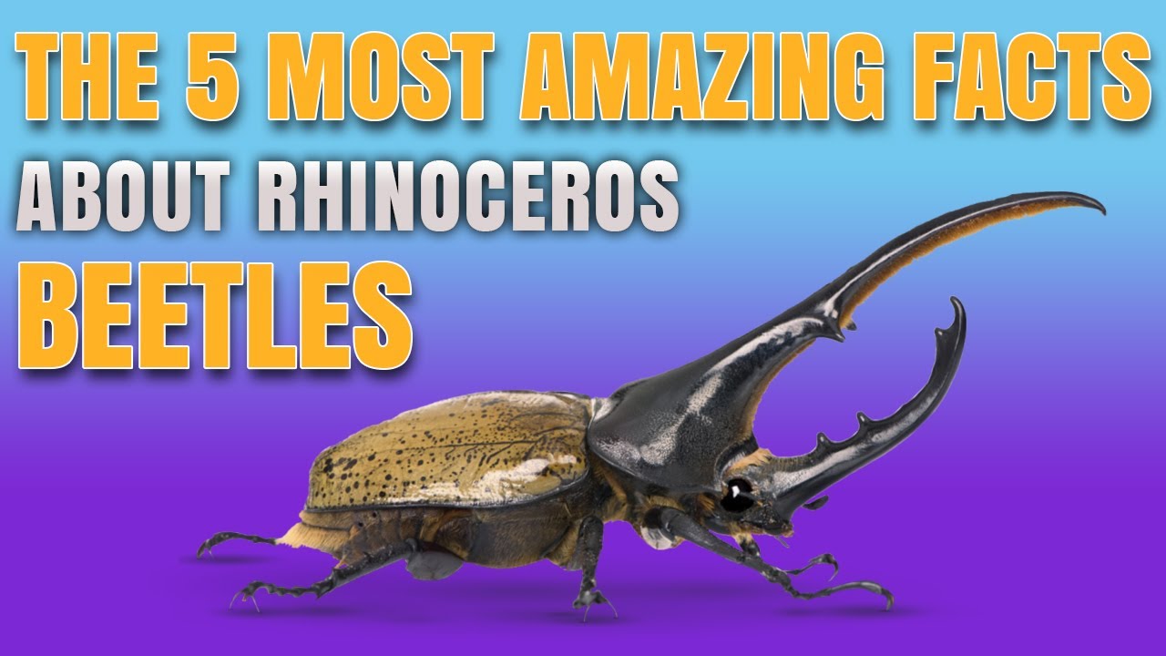 The 5 most outstandingly interesting facts about Rhinoceros beetles - RHINO BEETLE SECRETS REVEALED