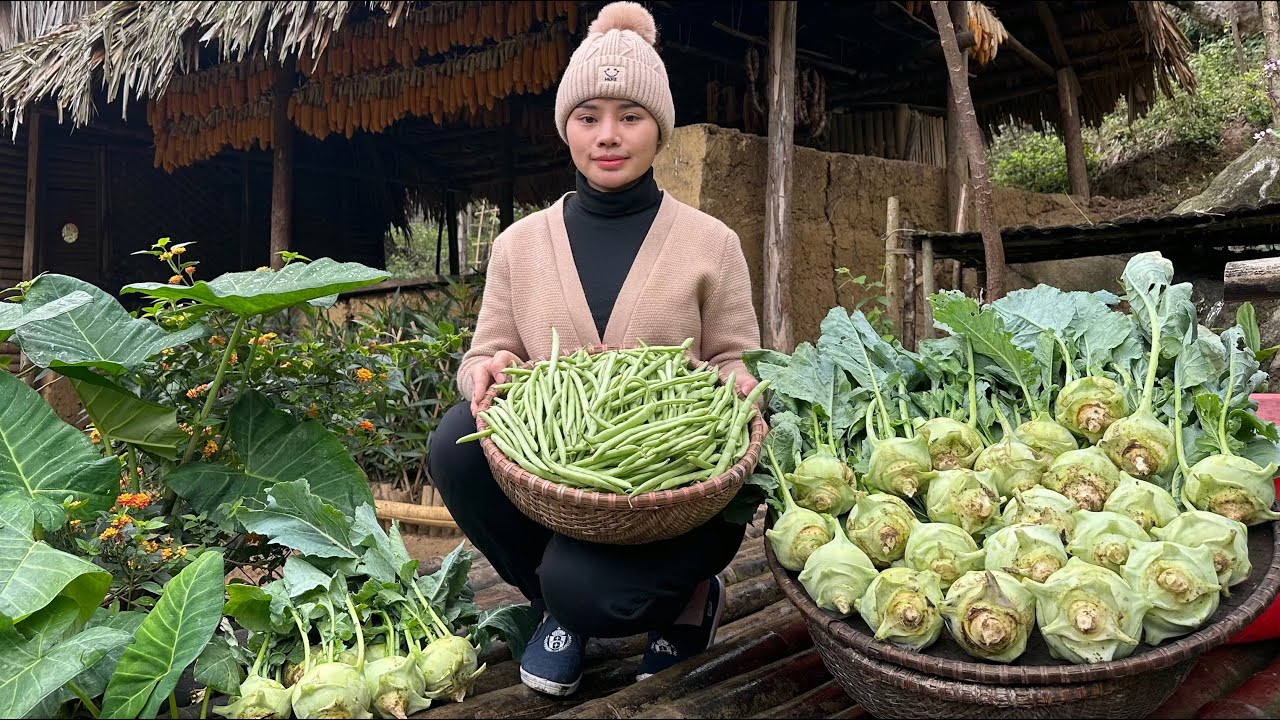 Harvesting cowpeas and kohlrabi to sell at the market - process of making bamboo meat