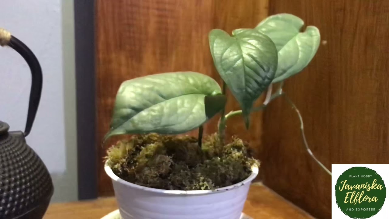 Amydrium Silver | Plant Identification | #AmydriumSilver #Amydrium #JavaniskaElflora #Amydriumsp