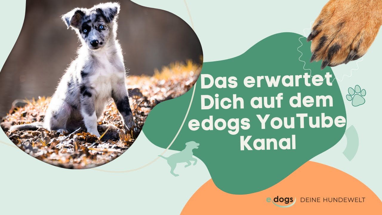 Willkommen bei edogs - Deine Hundewelt Youtube