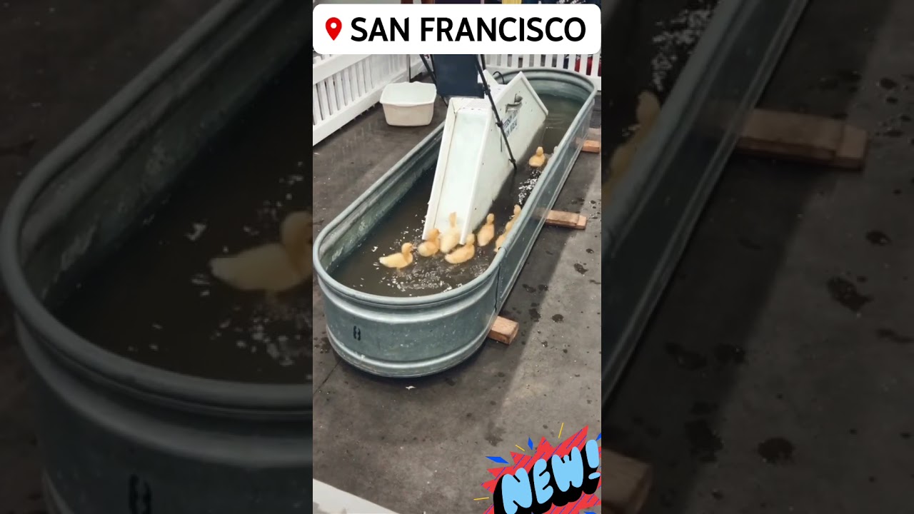 Ducklings 🦆 Roller Coaster 🎢