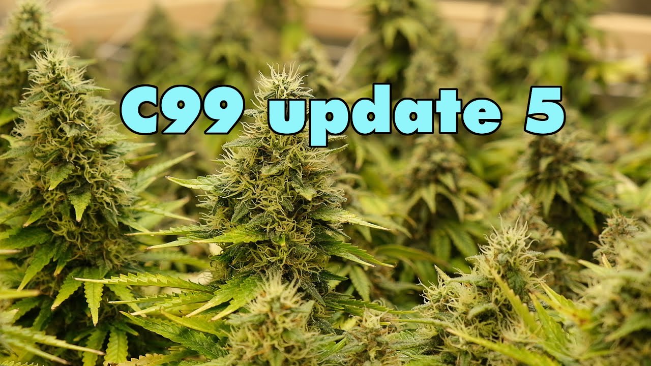 c99 update 5
