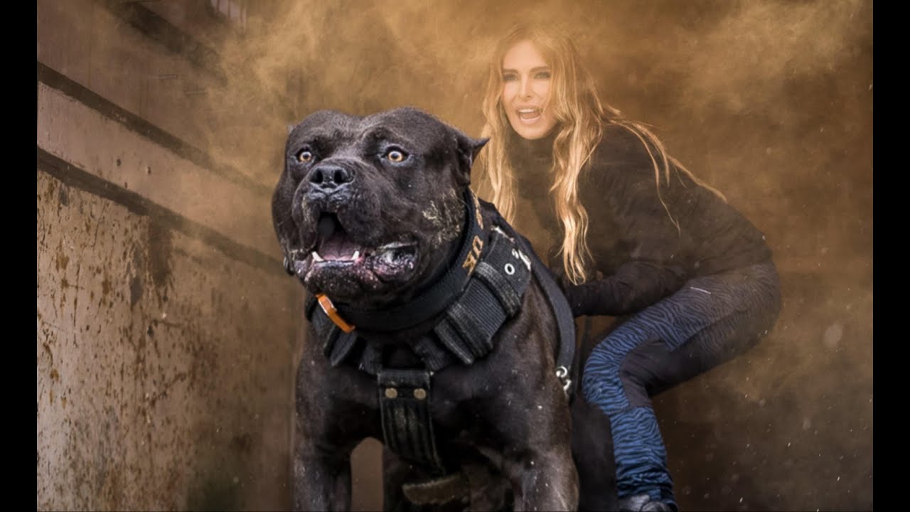 NOT DANGEROUS! THE SPORTING AMERICAN XL BULLY