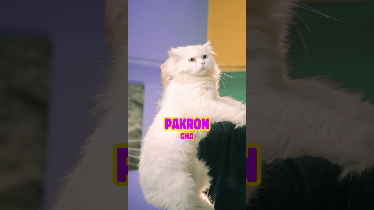 Как правильно и безопасно держать своего кошачьего друга. #кот