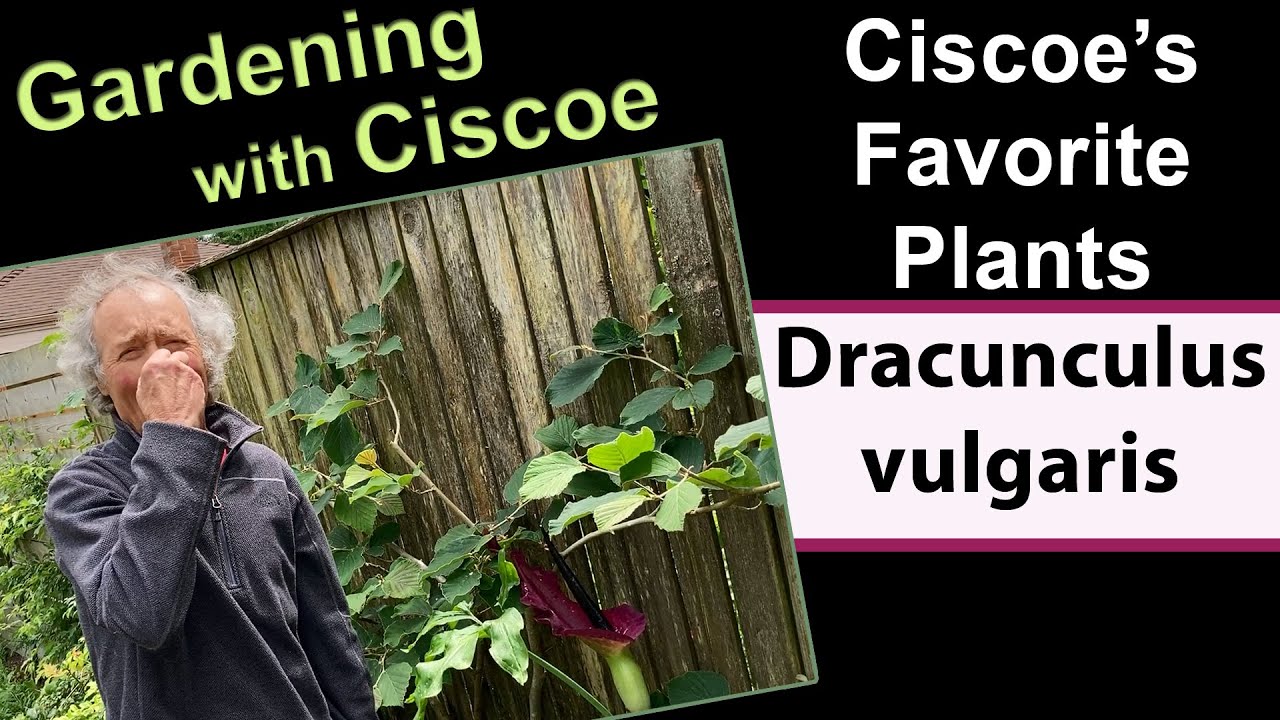 Ciscoe's Favorite Plants: Dracunculus vulgaris